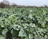Survey confirms successive years of low CSFB larvae