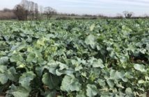 Window of opportunity opens for controlling ‘red-faced’ weeds in oilseed rape
