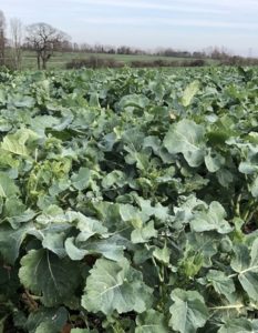 Window of opportunity opens for controlling ‘red-faced’ weeds in oilseed rape