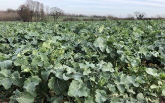 Window of opportunity opens for controlling ‘red-faced’ weeds in oilseed rape