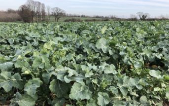 Window of opportunity opens for controlling ‘red-faced’ weeds in oilseed rape