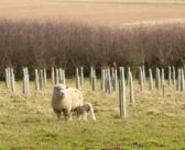 New resource to help identify green grants