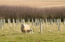 Pear trees planted in Allerton Project community orchard to celebrate ground-breaking research farm’s 30th anniversary