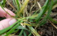 The perfect storm for yellow rust