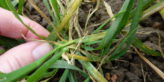 The perfect storm for yellow rust