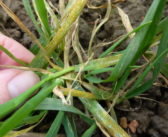 Pre T0 and strobs considerations as yellow rust threatens