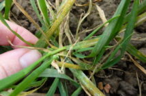 The perfect storm for yellow rust