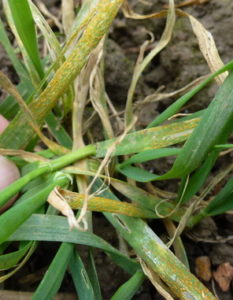 The perfect storm for yellow rust