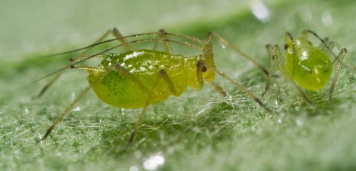 Sugar beet growers advised to check crops for aphids