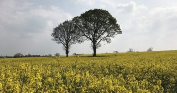 Vital to protect promising OSR yields with robust Sclerotinia control programme this spring