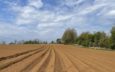 Dry spell may alter potato growers’ herbicide strategies this spring