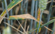 High fertiliser costs create double need for top-level wheat disease management