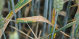 High fertiliser costs create double need for top-level wheat disease management