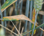 Rothamsted develops new antifungal pipeline