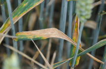 High fertiliser costs create double need for top-level wheat disease management