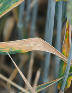 High fertiliser costs create double need for top-level wheat disease management
