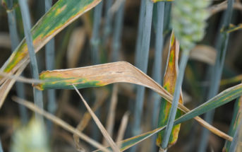High fertiliser costs create double need for top-level wheat disease management