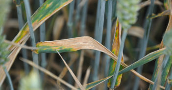 High fertiliser costs create double need for top-level wheat disease management