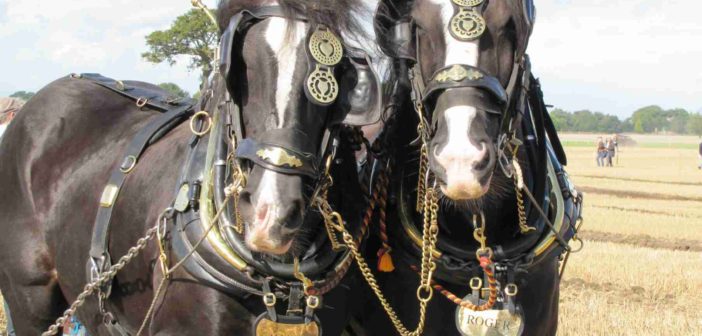 British ploughing visits new county