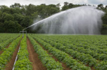 Use a durable slug pellet for peace of mind in potatoes