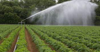 Use a durable slug pellet for peace of mind in potatoes