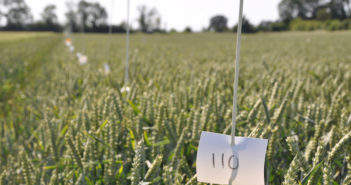 Cereal trial site and crop production open day in Yorkshire