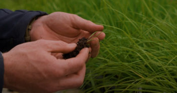 Grass weed germination timing influences spring strategy