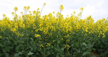 Oilseed Rape choices for Autumn 2022