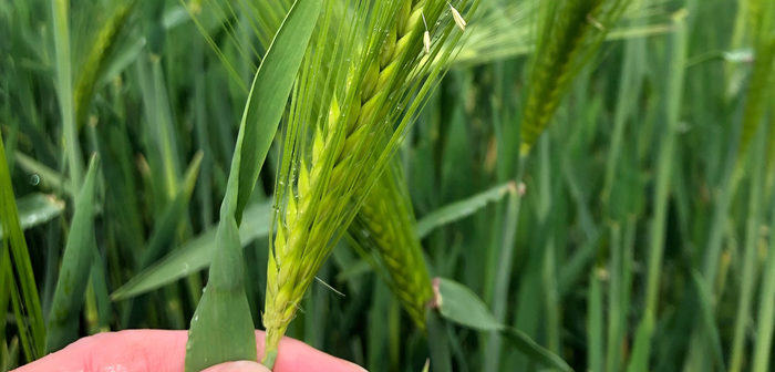 Fertiliser costs being discussed in Syngenta variety plots at this year’s Arable Event