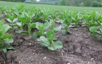 Bean crops under disease pressure