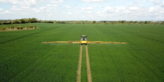 High levels of septoria found in wheat plant samples as T2 sprays are prepared