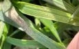 Rapid disease testing saves farmer £1,600 on Septoria treatment