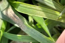 Rapid disease testing saves farmer £1,600 on Septoria treatment