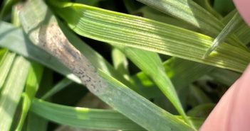 Rapid disease testing saves farmer £1,600 on Septoria treatment