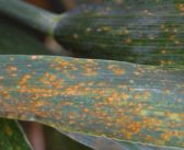 Be alert to foliar threats when planning T3 strategies