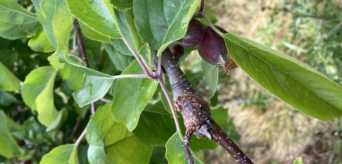 Exploring novel solutions to canker control