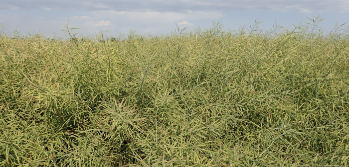 Variety choice takes on added importance as OSR area set to increase