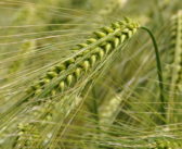 GE barley crop the first to receive a UK PBO marketing notice