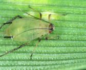 Be on the lookout for pests following mild weather