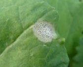 Research finds SDHI-resistant Phoma strains