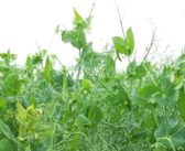 Join PGRO at Cereals to help refine YEN initiative