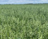 Second Oat YEN victory for Scottish farmer