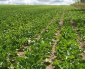 Direct-to-farm sugar beet sales announced
