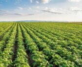 Potato survey to assess industry confidence and future outlook