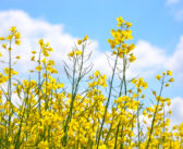Record season for rape yields likely