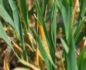 Rust concerns make T2 coverage critical