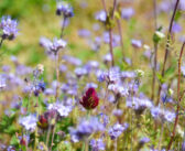 Countryside awards nominations open