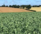 Biological seed treatment boosts pea establishment