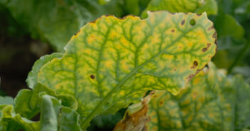 Virus Yellows beet leaf mr