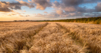 Barley yield and quality enhanced with PGRs